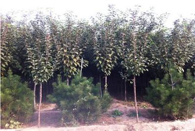 全祥苗木櫻花 3公分櫻花價(jià)值解析與種植指導(dǎo)
