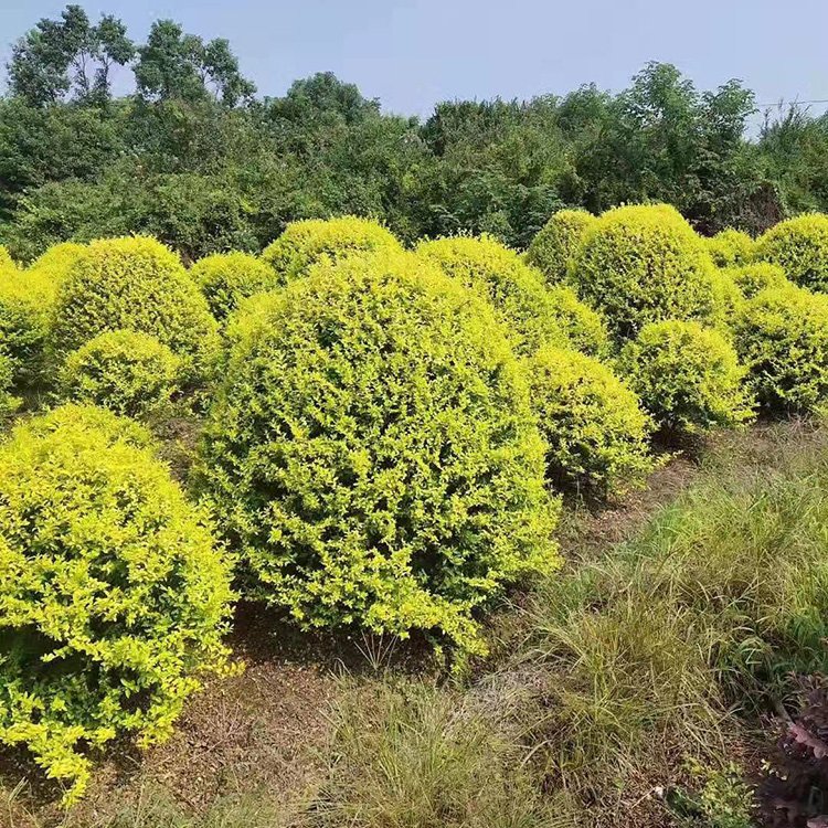 探秘湖南苗木基地 金森汝貞球的價(jià)格優(yōu)勢(shì)與種植技術(shù)