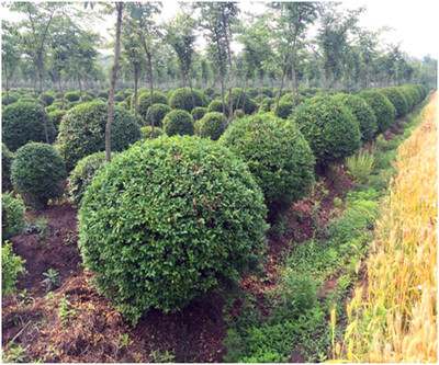 綠美三晉 山西苗木花卉種植與景龍生態(tài)綠化建設(shè)指南