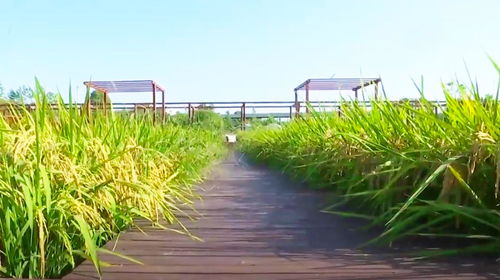 武漢新洲郊區(qū)生態(tài)觀光農(nóng)場(chǎng) 綠色田園，豐收喜悅