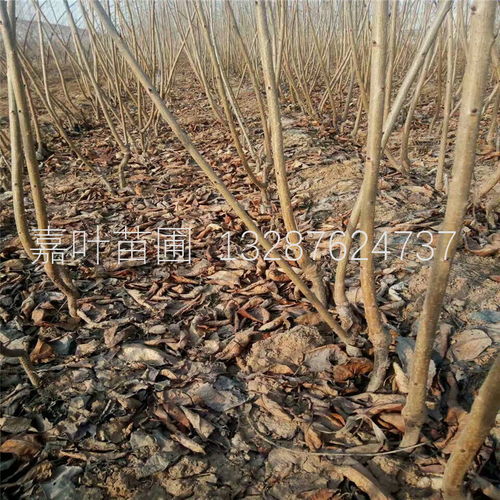 大棚櫻桃樹(shù)苗種植技術(shù)全解析 從選苗到豐收的實(shí)戰(zhàn)指南