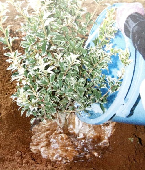 栽種小樹苗，掌握4個技術要領，來年小樹定會順利開花結果