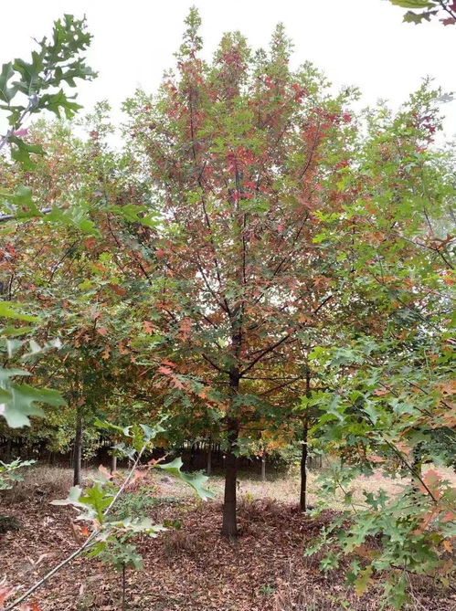 匯恒景觀園林入駐苗木通 江蘇仲寧打造彩葉苗木精品種植園